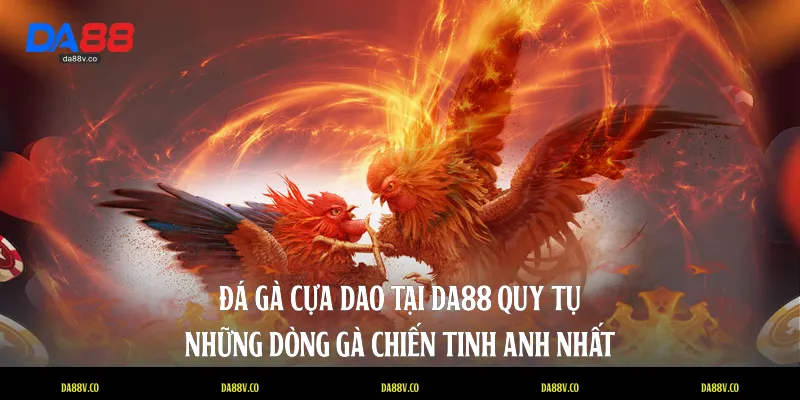 Đá gà cựa dao tại DA88 quy tụ những dòng gà chiến tinh anh nhất